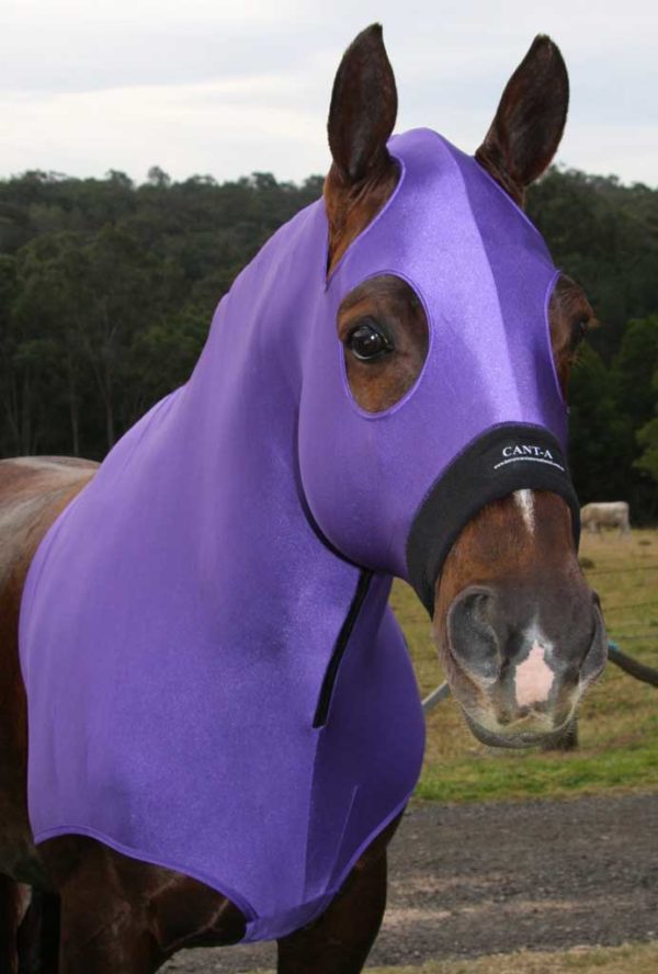 purple lycra horse hood