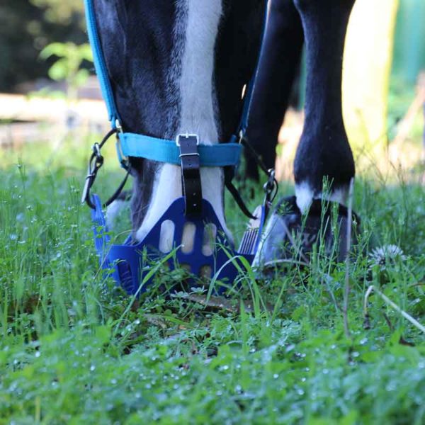 greenguard horse grazing muzzle blue on horse eating front 800